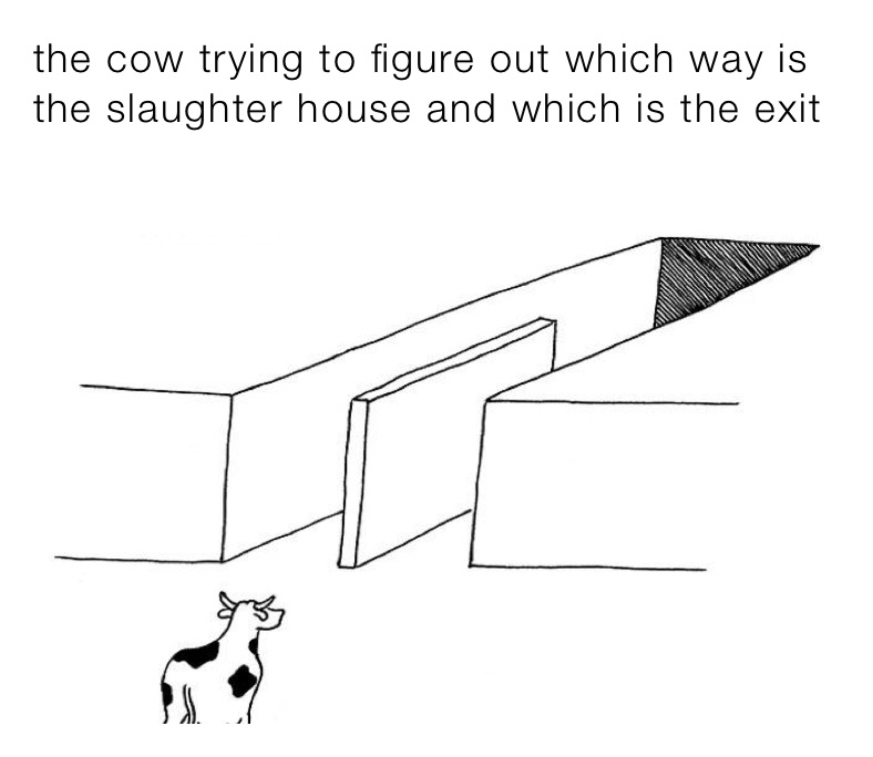 The Cow Trying To Figure Out Which Way Is The Slaughter House And Which