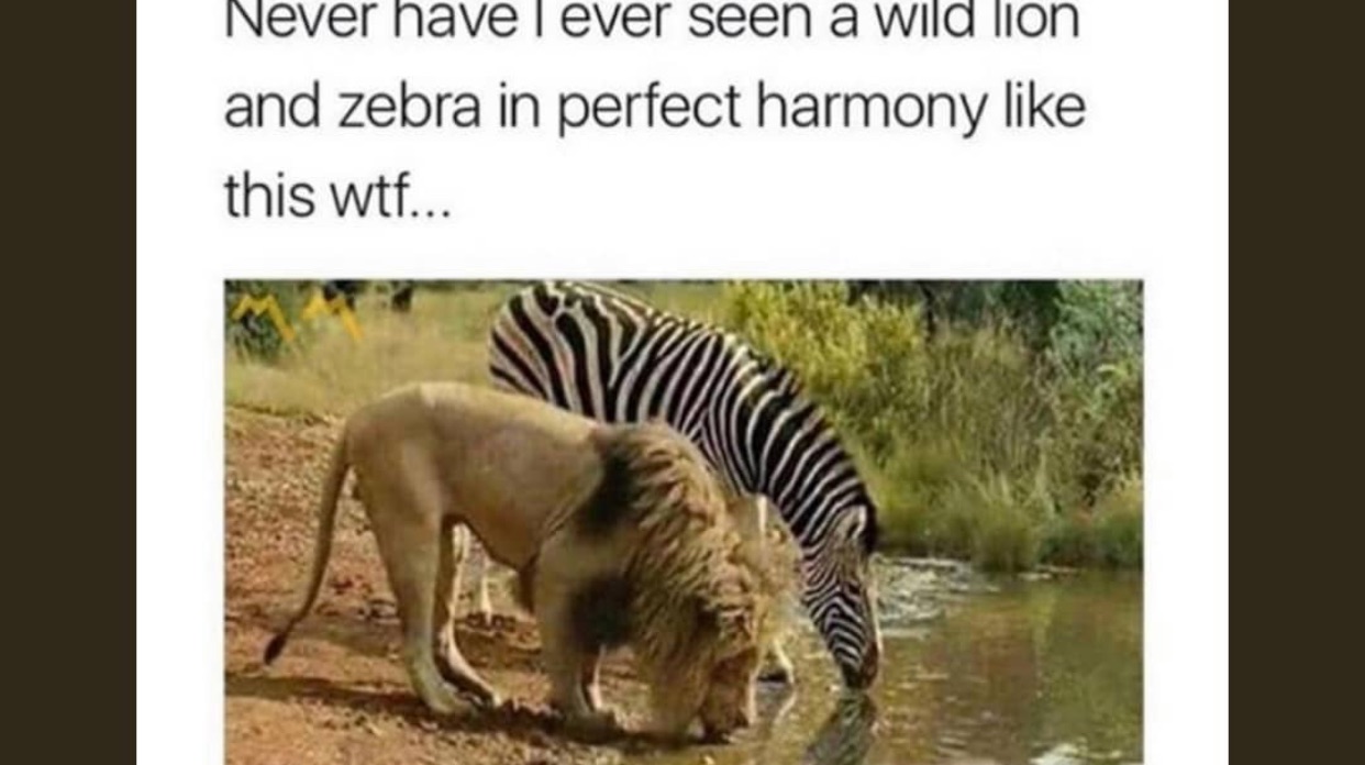 Memes Memer Memes - wild savannah roblox lion