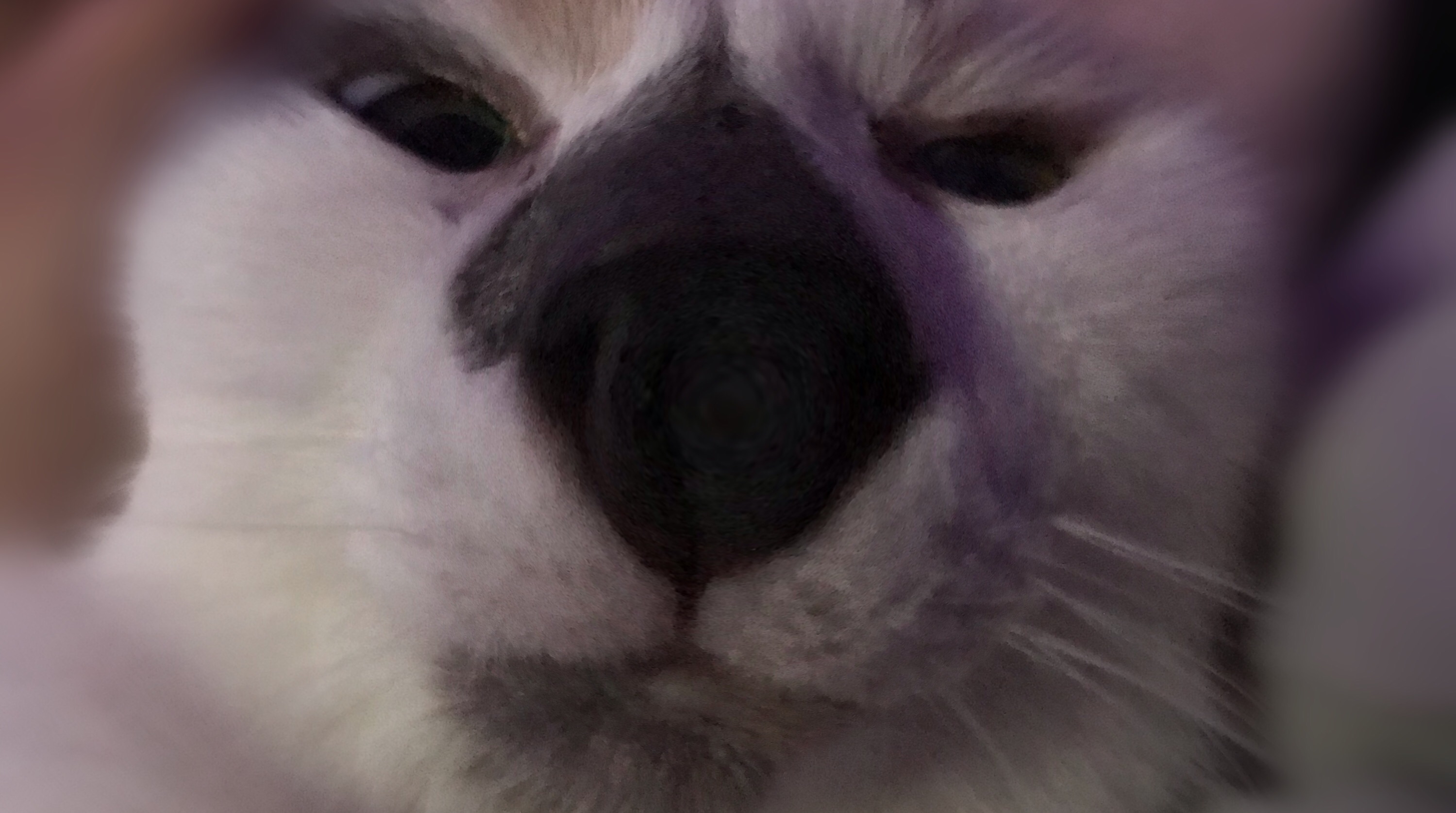 Megnut 02
