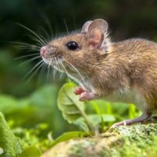 Destructionist70 avatar