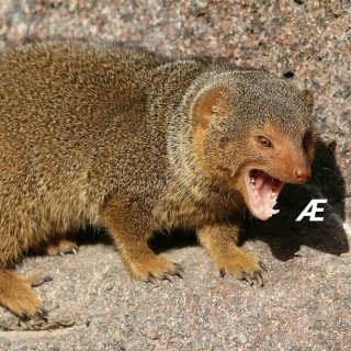 richielikeslecattos14 avatar