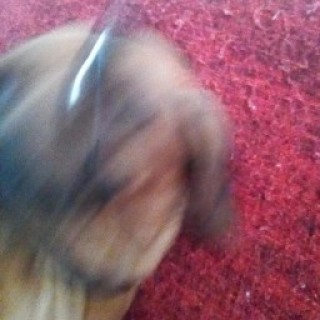 cusbusautobus avatar