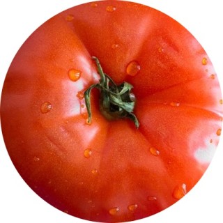 ChunkytomaTOES avatar