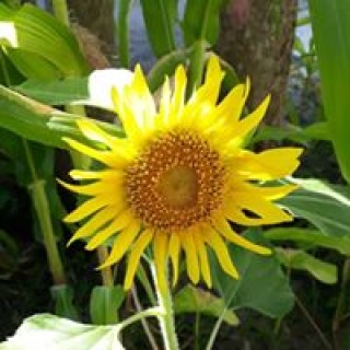 dragonbeastfire avatar