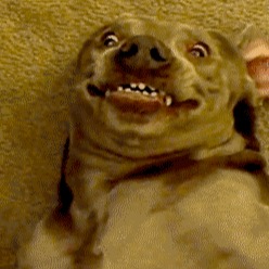 lydia.caviness avatar