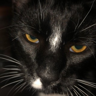 Meow_Meow_MuFKR avatar