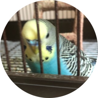birbo avatar