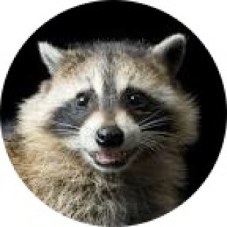 racoonlord176 avatar