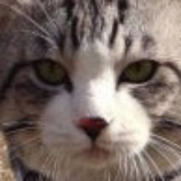 davidisnotcool avatar