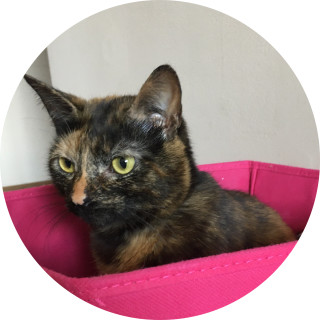 iwouldrathereatgarlic123 avatar