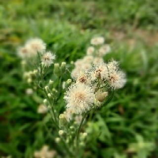 memeswasi_524 avatar