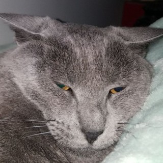 yummy_CoronaCookies avatar