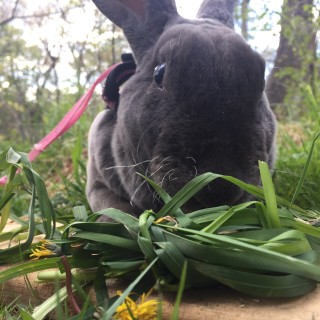 Funnyfoxtrot13 avatar