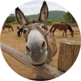 dareal_quackers avatar