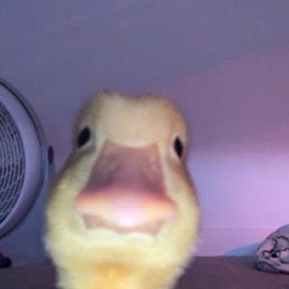 Thatonepersom avatar