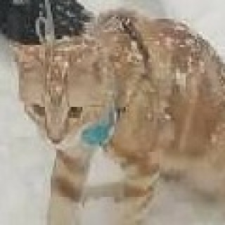 rileymom41fan avatar