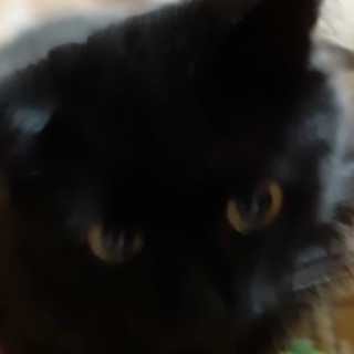 RobotMaster12 avatar