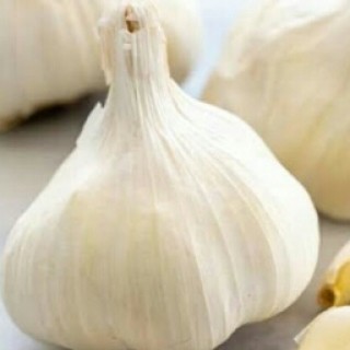 iamtherealgarlic avatar