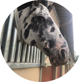 My_Life_Horses_and_memes avatar