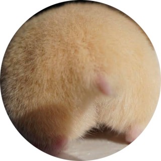 hamsterbutts avatar