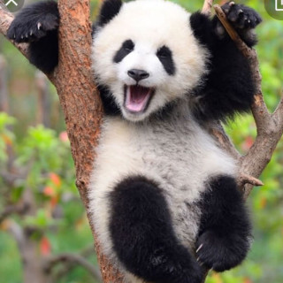 pandalover2000 avatar