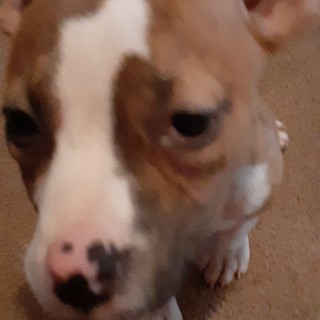 legendary_hamster avatar