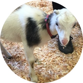 awkward_sausage avatar