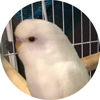 holy_birb_memes avatar