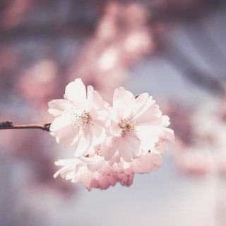 1aman_amongus1fan avatar