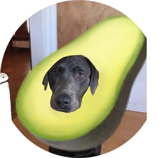 avocadoggo avatar