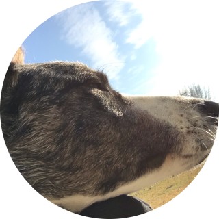 Kaidenvandermalle avatar