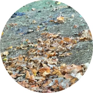 wanna_taco_bout_it avatar