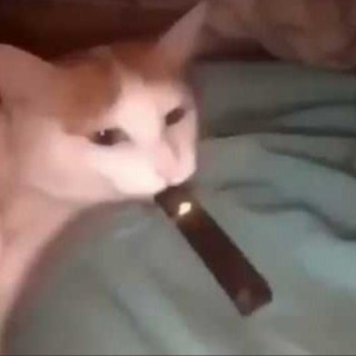 mememanthesuperior avatar