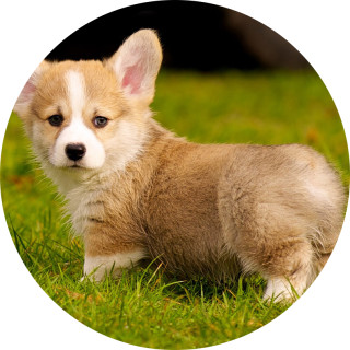 aph__corgi__lover avatar