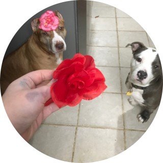 mollyandchopnoob
