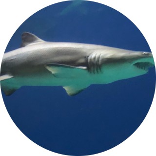 alex_lil_scert avatar