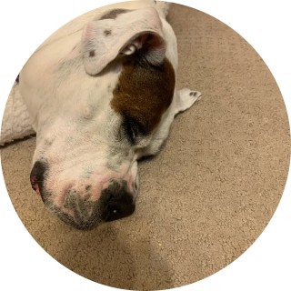 bulldogs101101 avatar