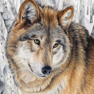 1MemesBacon14 avatar