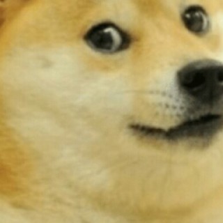 dogecoooooool avatar