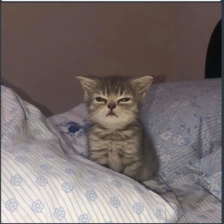 screen_nerdfoeva avatar