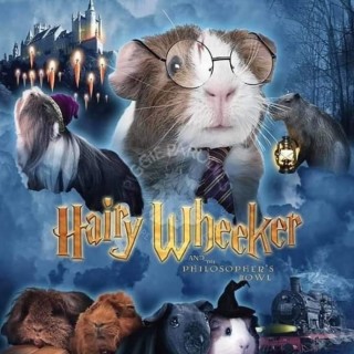 the_jungle_of_stuff avatar