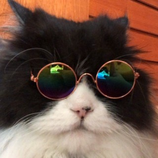 kitty_universe_official avatar