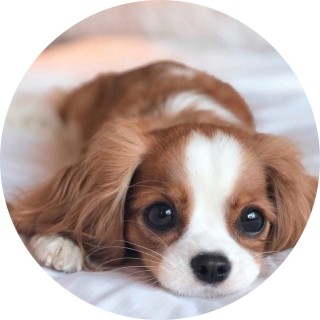 kaitlyn_raven09 avatar