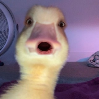 my_g_my_duck avatar