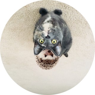 hedgehog1163043 avatar