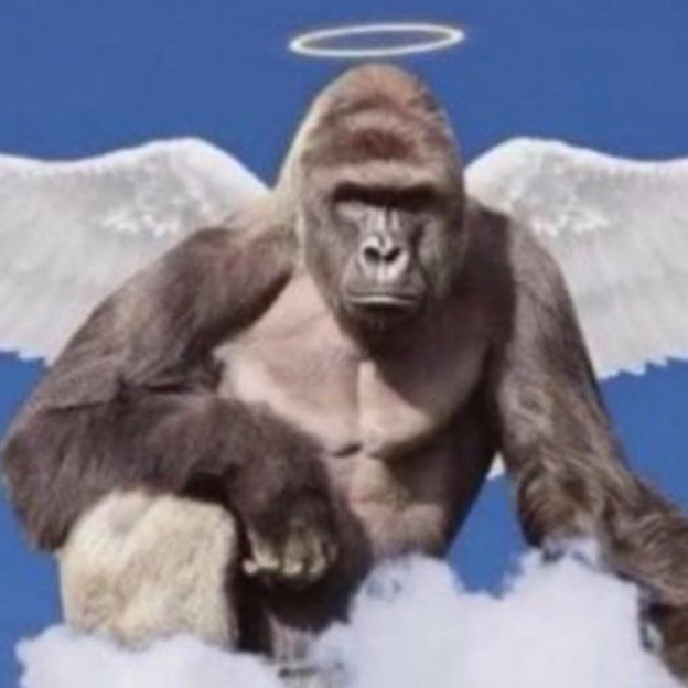 Harambebe avatar