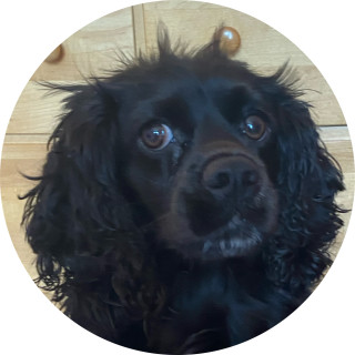 imfunnierthansuperstar1o1 avatar