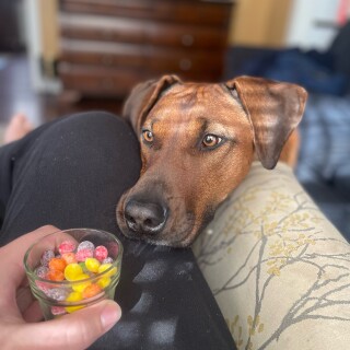 AndreTheGiant avatar