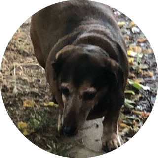 chikin_mustartd avatar