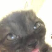 trolling-people avatar